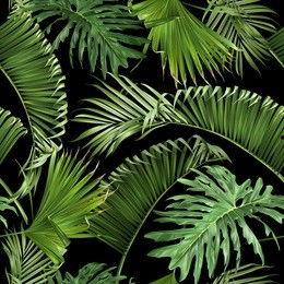 29片棕榈叶,探寻自然与生命的奥秘